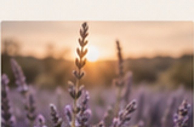 Lavender field in early light