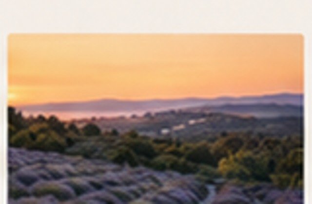 Lavender fields at sunset