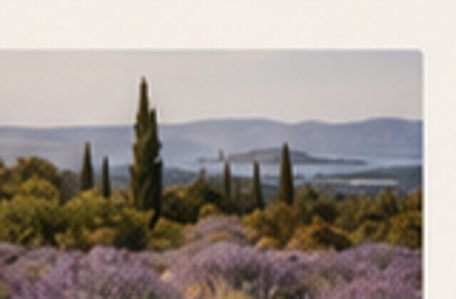 Lavender fields in late season