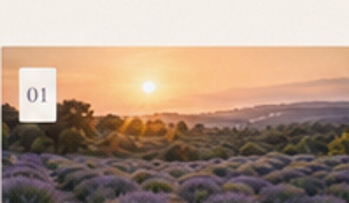 Lavender fields at sunrise
